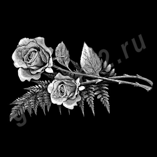 Розы 8